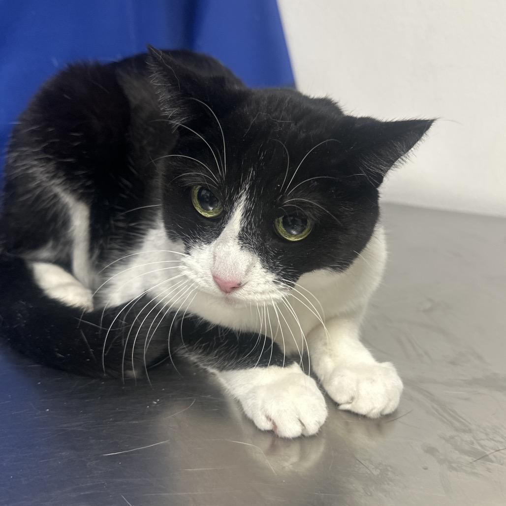 Mabel, a Adoptable Domestic Short Hair in Henderson, NV image 1/2