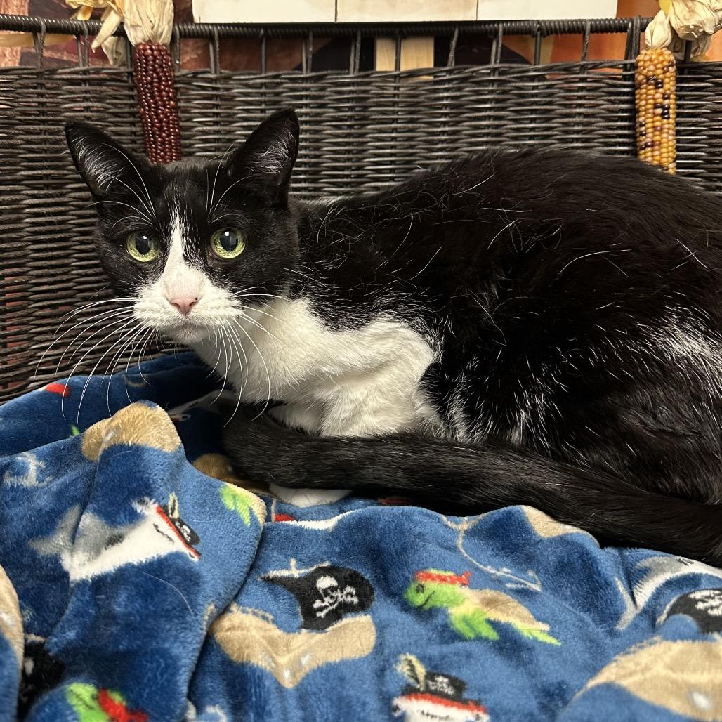 Mabel, a Adoptable Domestic Short Hair in Henderson, NV image 2/2