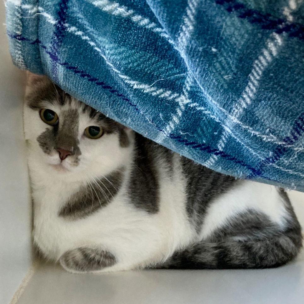 Domino (bonded w/Dexter)