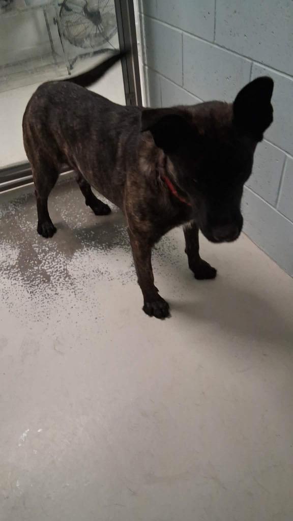 Mystic, Adoptable, Adult Female German Shepherd Dog & Mixed Breed.