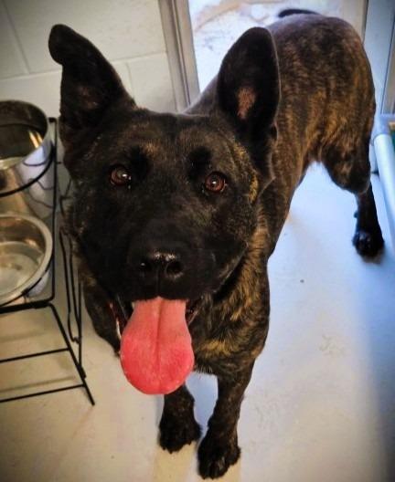 Enlarge Mystic, a Adoptable mixed breed in Crandon, WI image 1/1