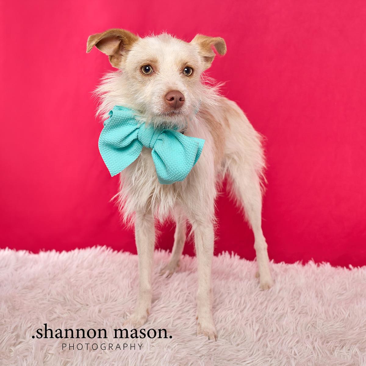 Taco, Adopted, Young Male Pomeranian & Terrier.