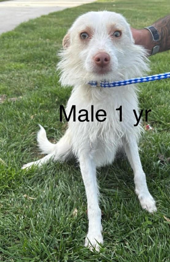 Enlarge Taco, a Adopted mixed breed in Las Vegas, NV image 2/2