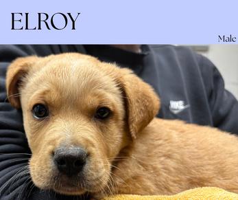 Elroy, ADOPTABLE, Young Male Yellow Labrador Retriever & English Springer Spaniel.