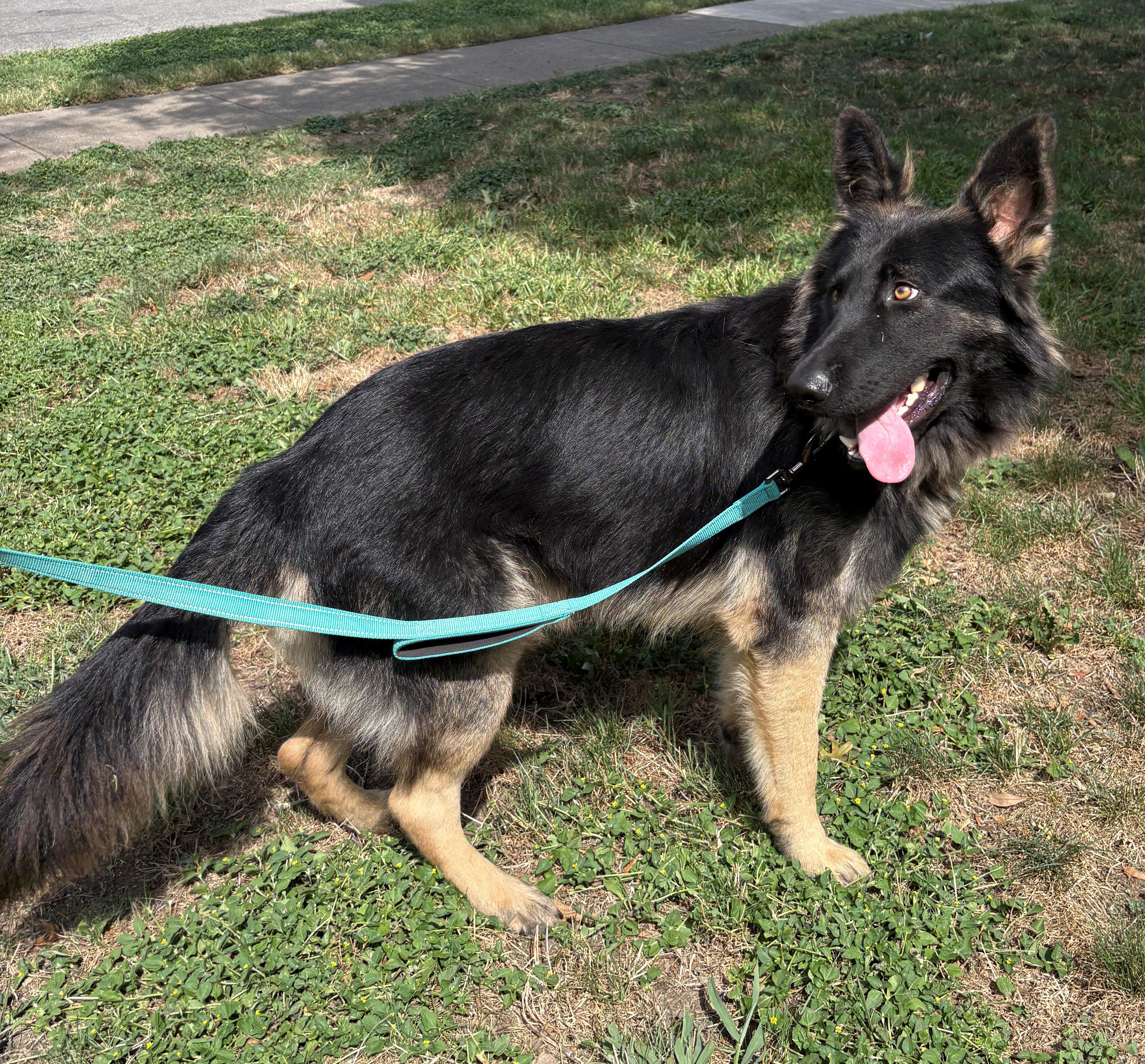 Enlarge Perrin, an adoptable German Shepherd Dog in Dallas, TX image 2/6