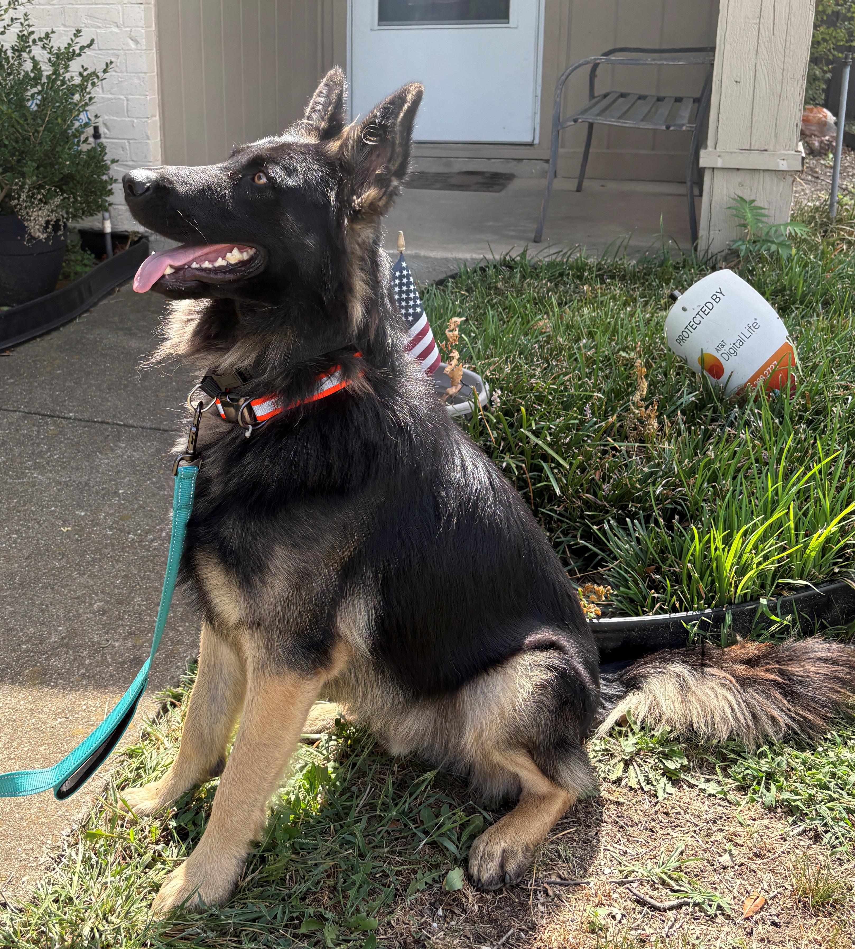 Enlarge Perrin, an adoptable German Shepherd Dog in Dallas, TX image 3/6