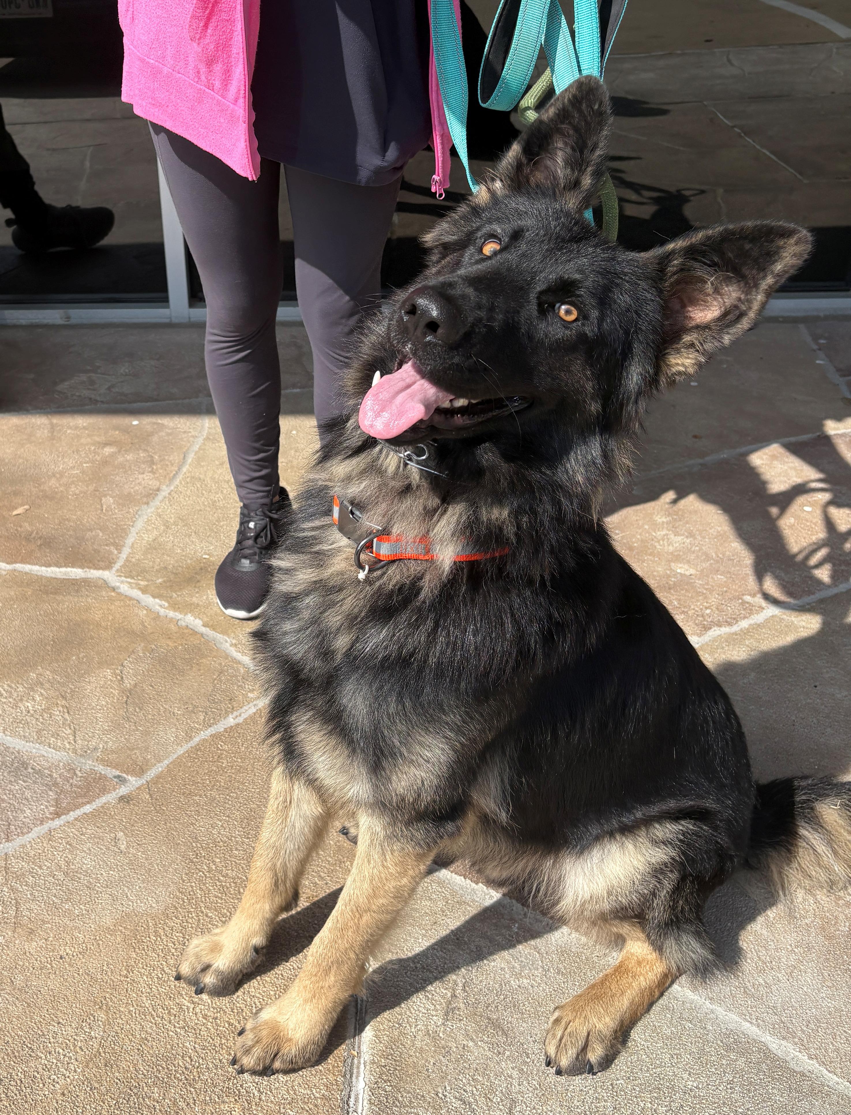 Enlarge Perrin, an adoptable German Shepherd Dog in Dallas, TX image 4/6