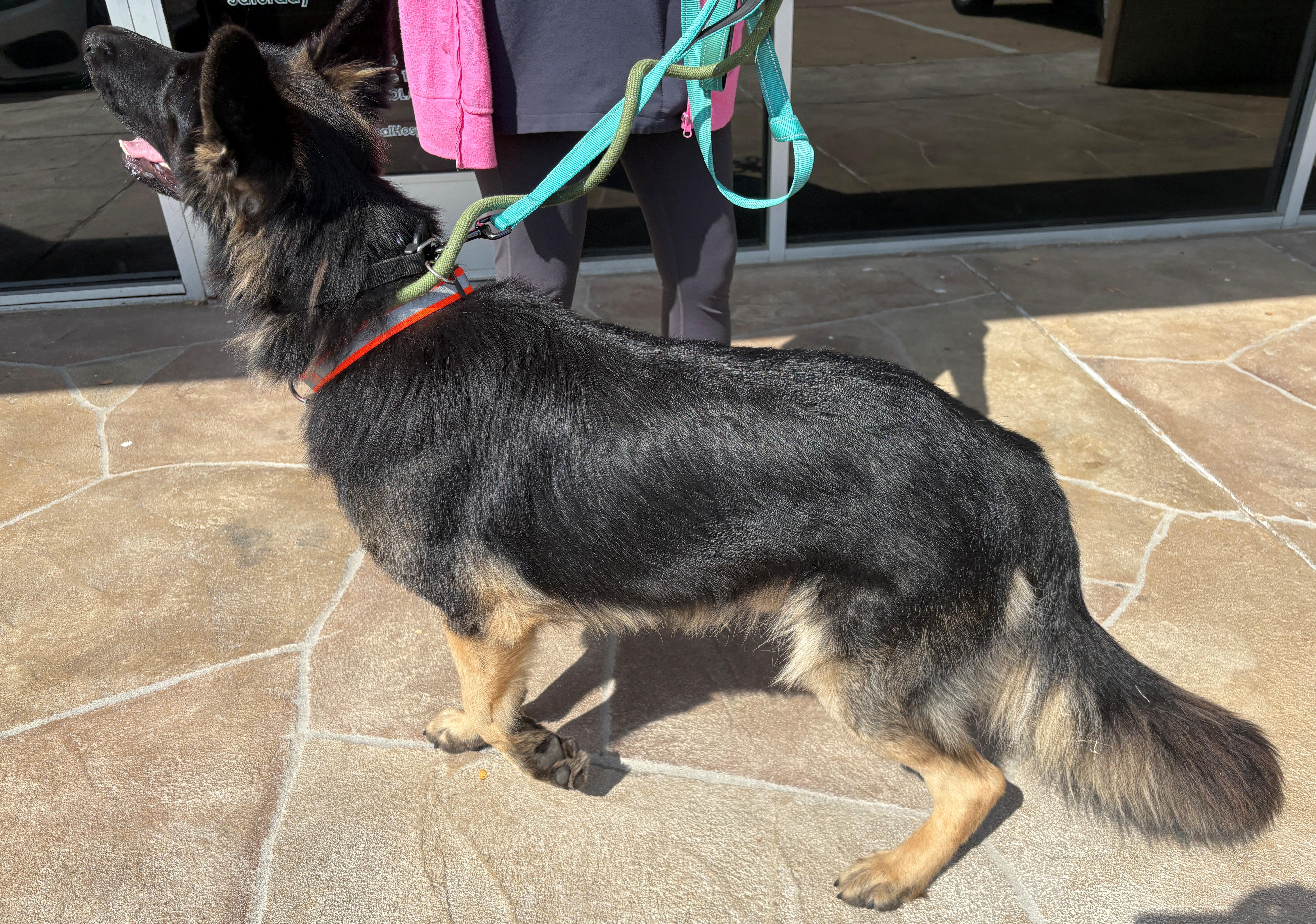 Enlarge Perrin, an adoptable German Shepherd Dog in Dallas, TX image 5/6