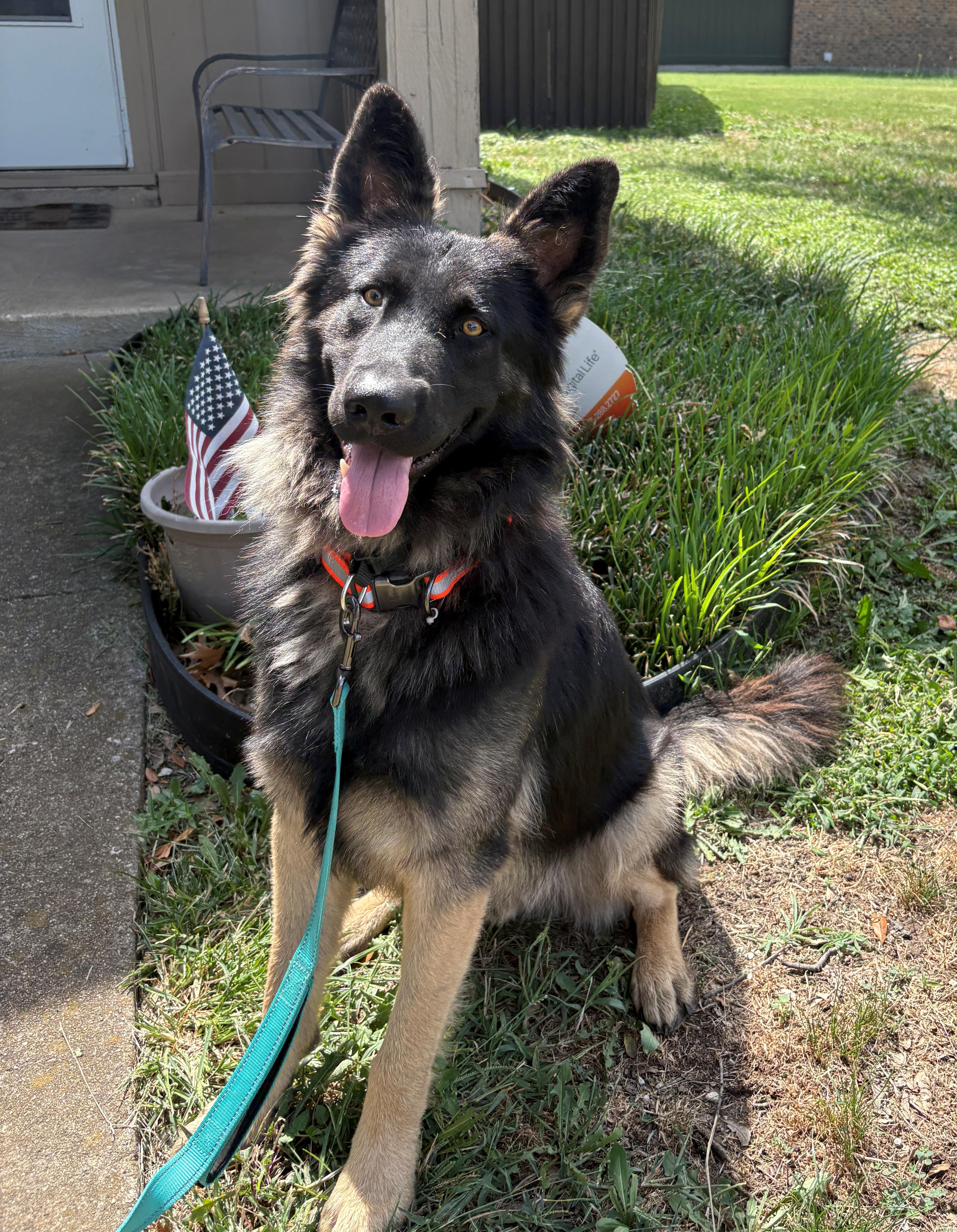 Enlarge Perrin, an adoptable German Shepherd Dog in Dallas, TX image 1/6