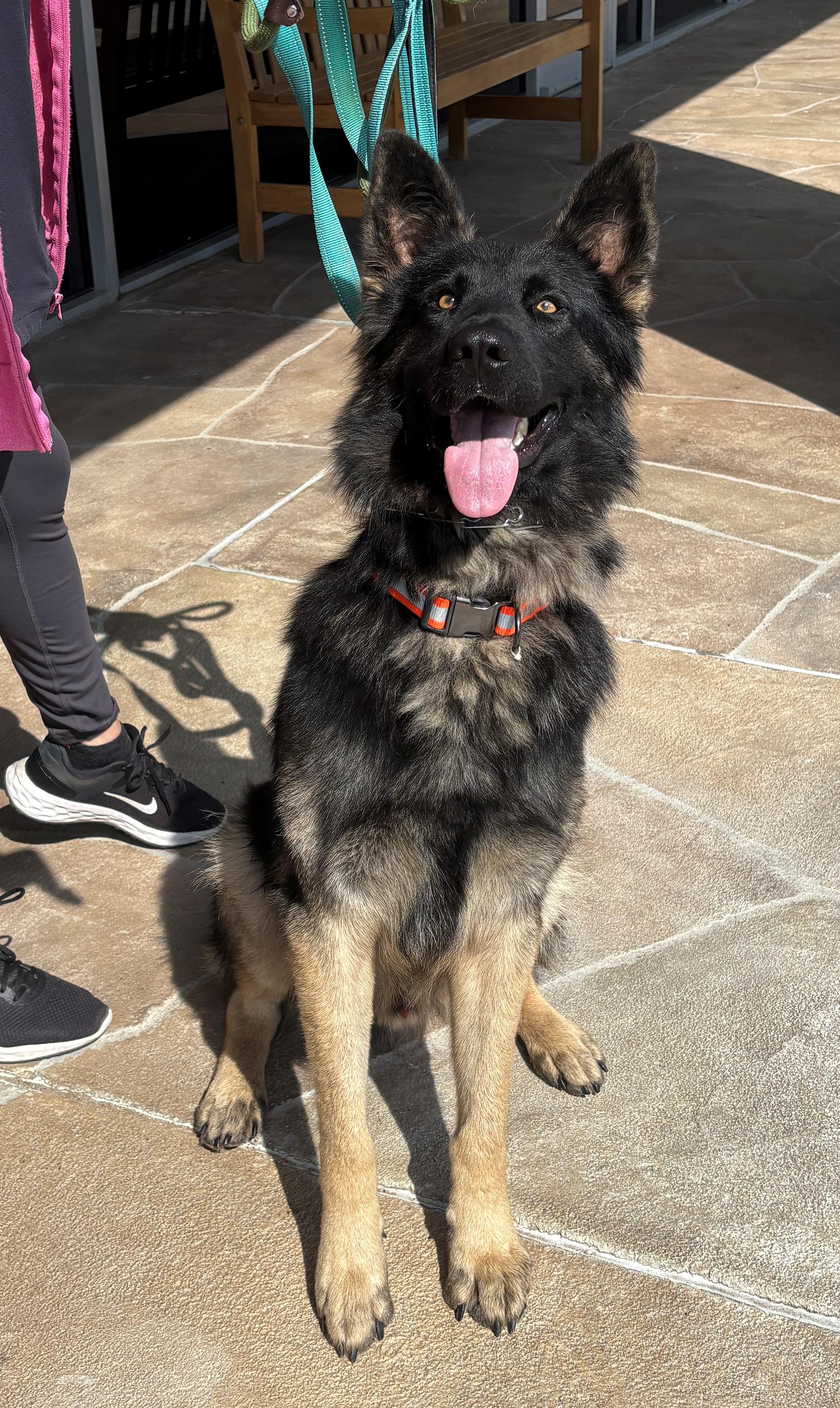 Enlarge Perrin, an adoptable German Shepherd Dog in Dallas, TX image 6/6
