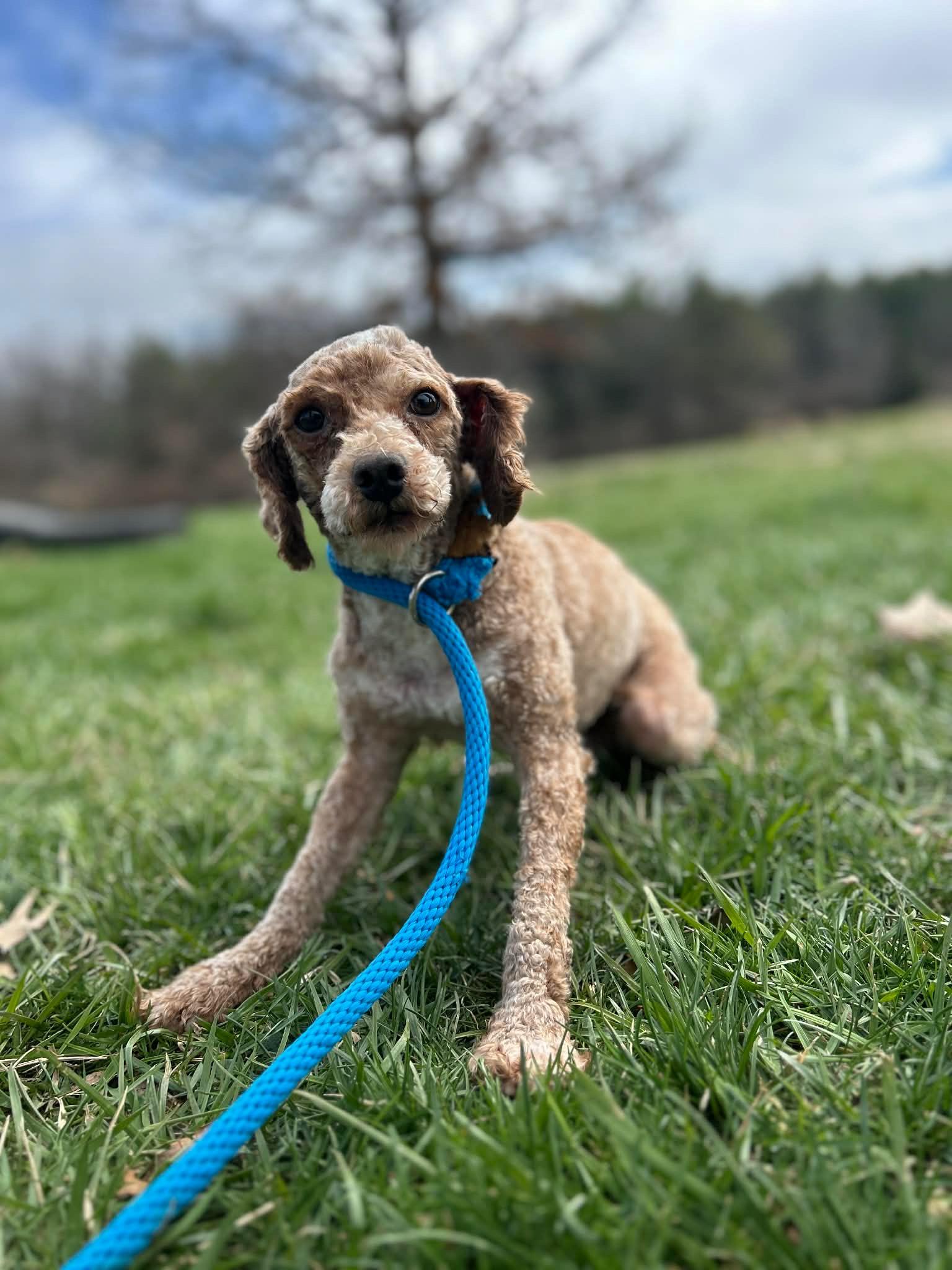 Enlarge ROCKET, a Adoptable Miniature Poodle in Ashland, OH image 4/6