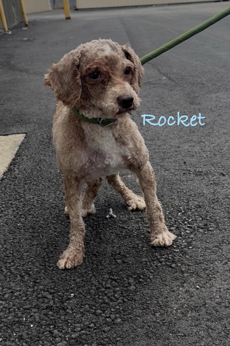 Enlarge ROCKET, a Adoptable Miniature Poodle in Ashland, OH image 5/6