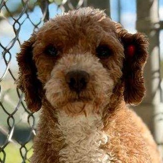 ROCKET ~ VIDEO!!, Adoptable, Adult Male Miniature Poodle.