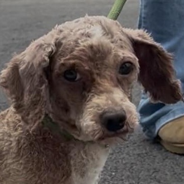 ROCKET, Adoptable, Adult Male Miniature Poodle.
