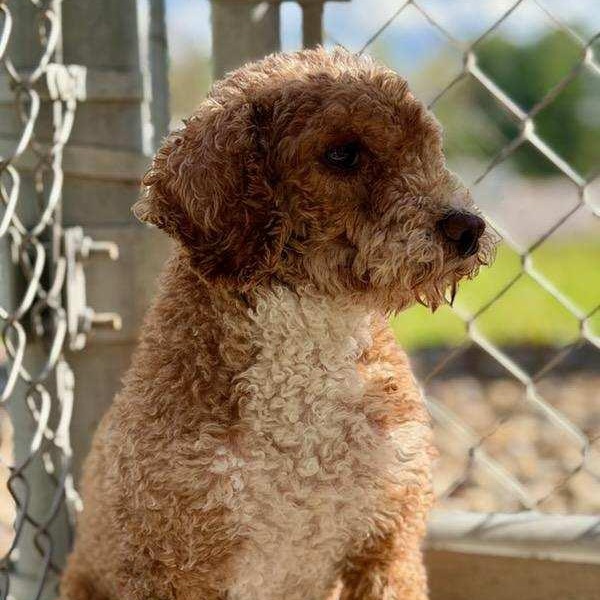 Enlarge ROCKET ~ VIDEO!!, a Adoptable Miniature Poodle in Ashland, OH image 3/6