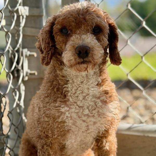 Enlarge ROCKET ~ VIDEO!!, a Adoptable Miniature Poodle in Ashland, OH image 4/6