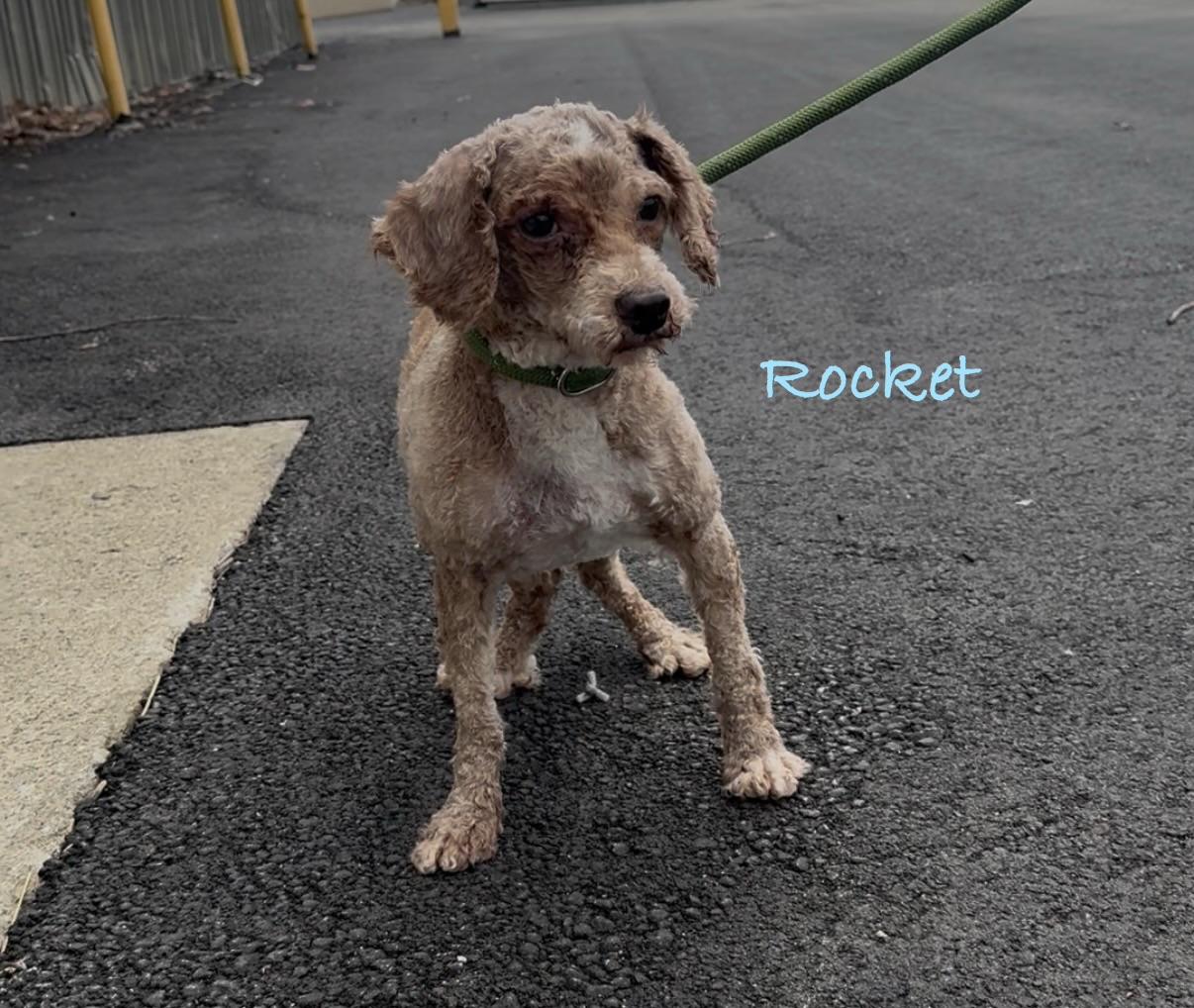 Enlarge ROCKET, a Adoptable Miniature Poodle in Ashland, OH image 3/6