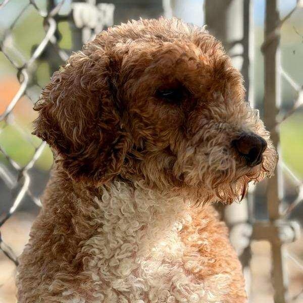Enlarge ROCKET ~ VIDEO!!, a Adoptable Miniature Poodle in Ashland, OH image 5/6