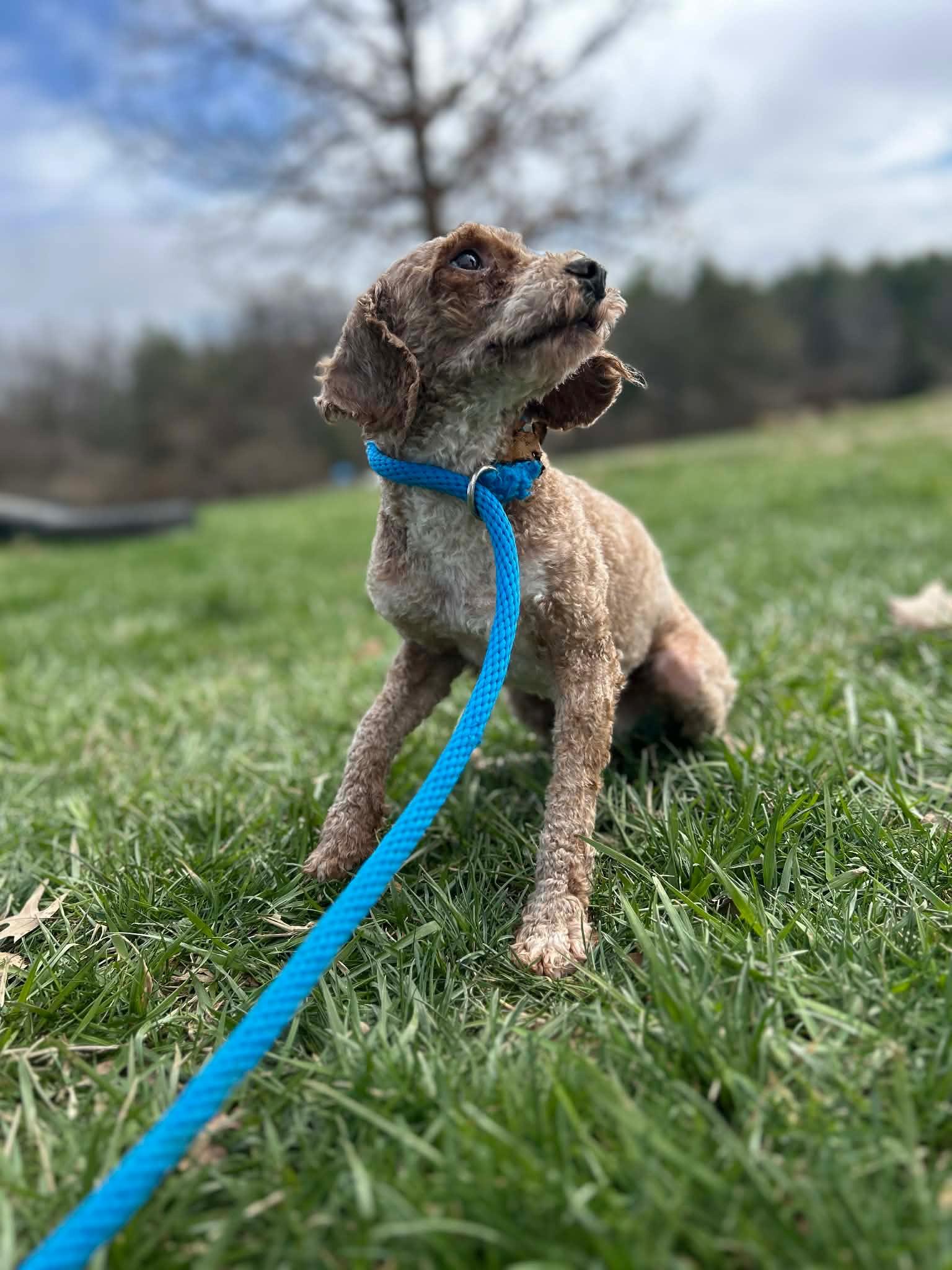Enlarge ROCKET, a Adoptable Miniature Poodle in Ashland, OH image 2/6