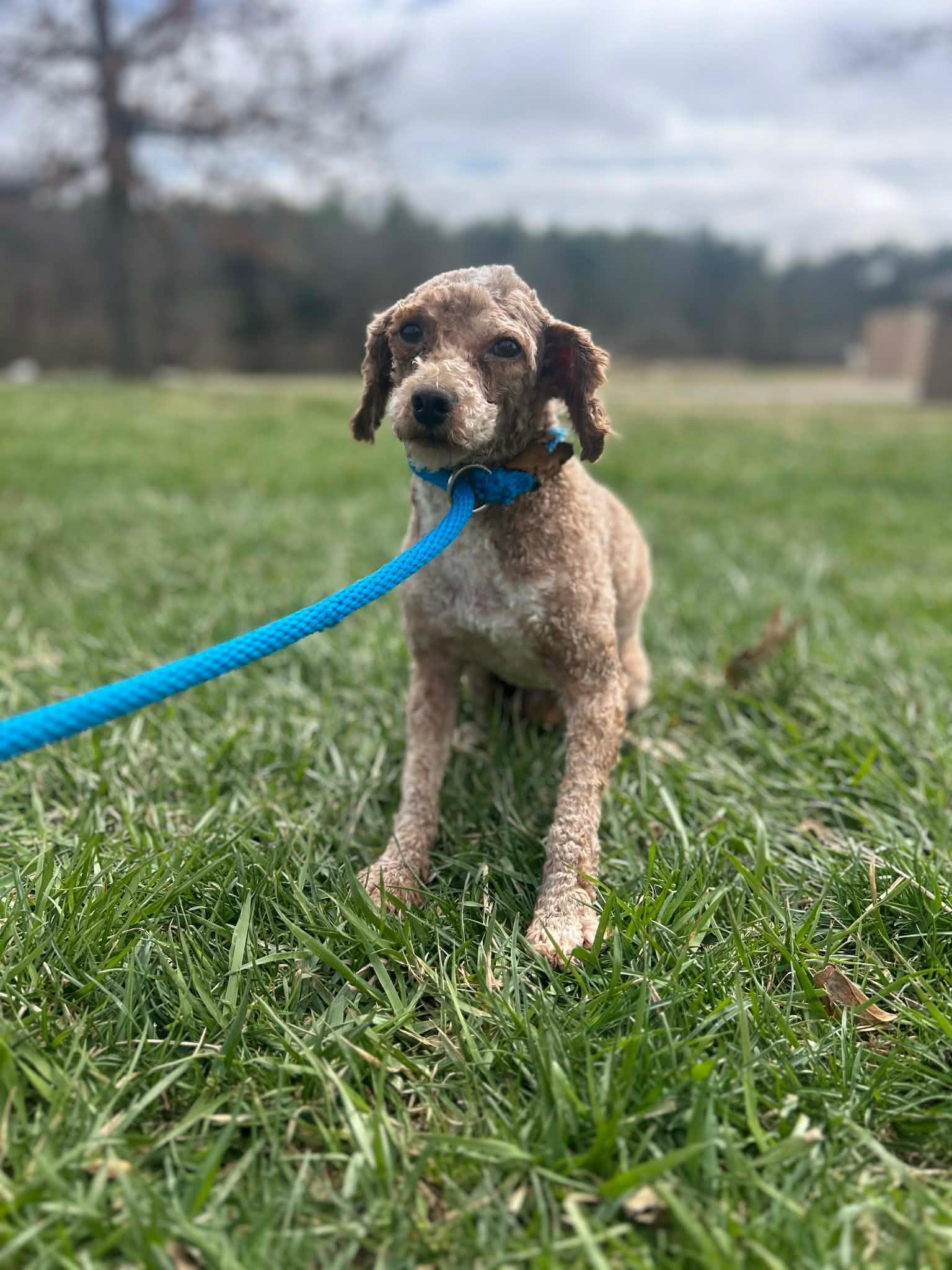 Enlarge ROCKET, a Adoptable Miniature Poodle in Ashland, OH image 6/6