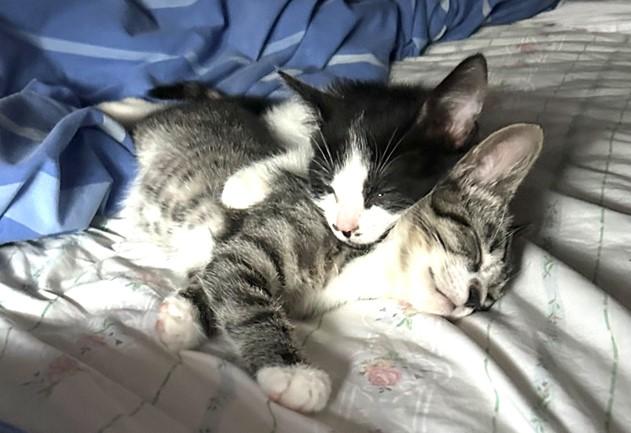 Enlarge Spirit (bonded with Soul), a Adopted Domestic Short Hair in Hawthorne, NJ image 2/6