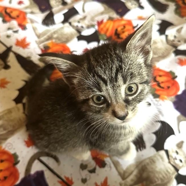 Spirit (bonded with Soul), Adopted, Kitten Male Domestic Short Hair.