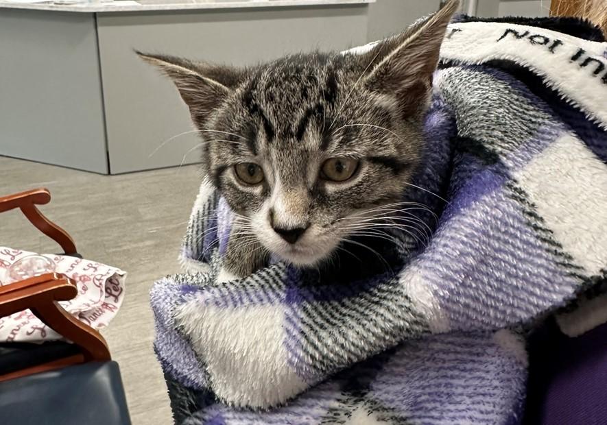 Enlarge Spirit (bonded with Soul), a Adopted Domestic Short Hair in Hawthorne, NJ image 4/6