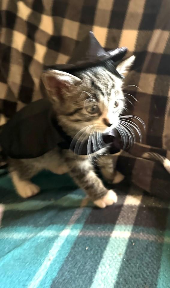 Enlarge Spirit (bonded with Soul), a Adopted Domestic Short Hair in Hawthorne, NJ image 5/6