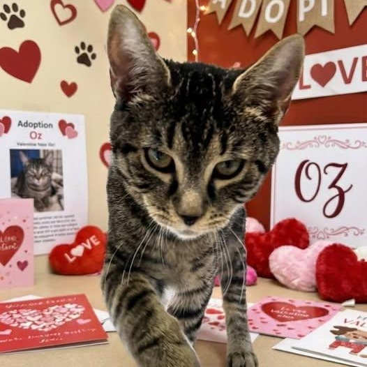 Oz, ADOPTABLE, Young Male Domestic Medium Hair.