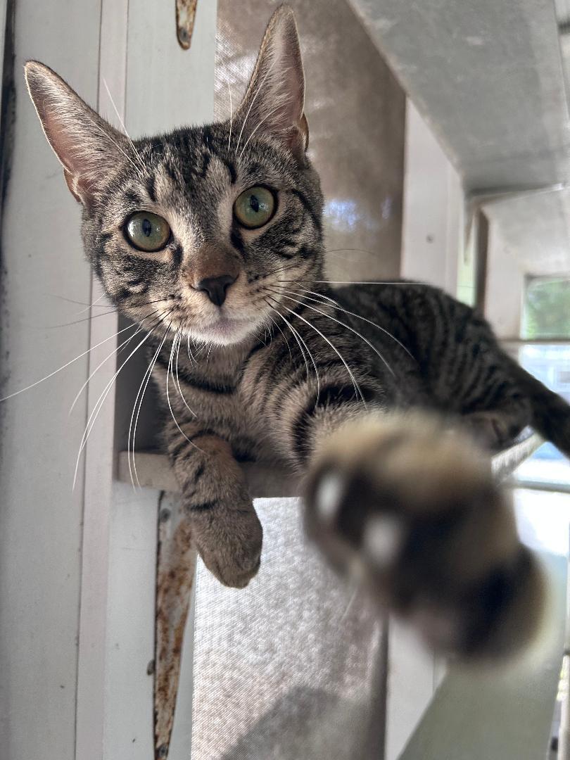 Oz, ADOPTABLE, Young Male Domestic Medium Hair.