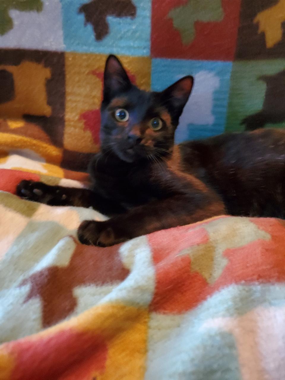 Nyx - Riley Fuzzel Petsmart