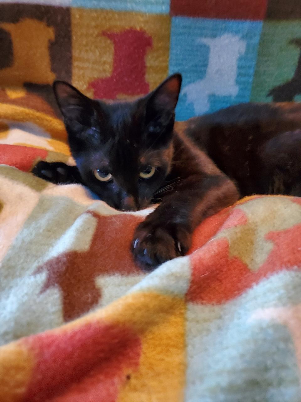 Nyx - Riley Fuzzel Petsmart