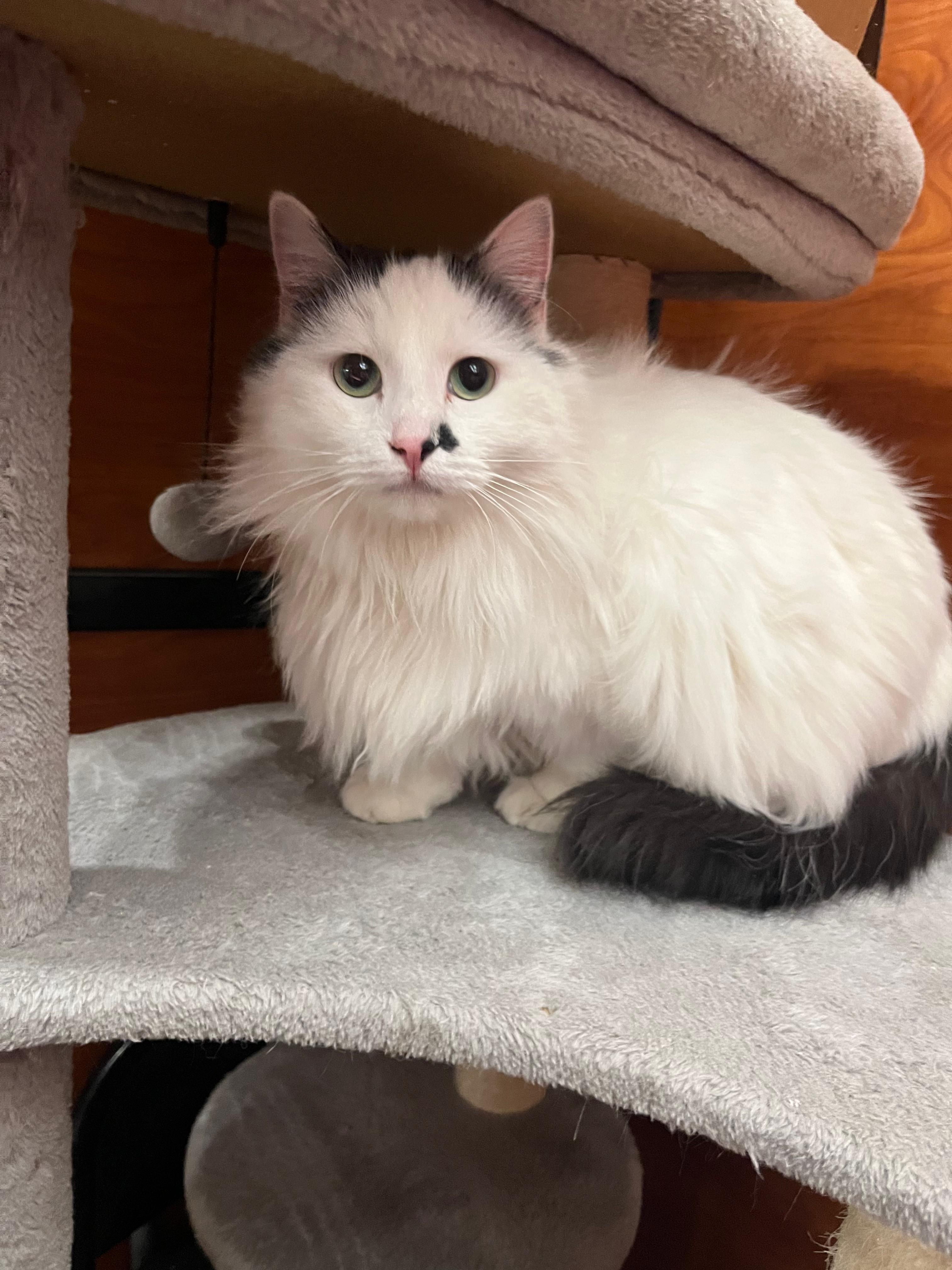 Enlarge Buttons, a Adopted mixed breed in Hurricane, UT image 1/6