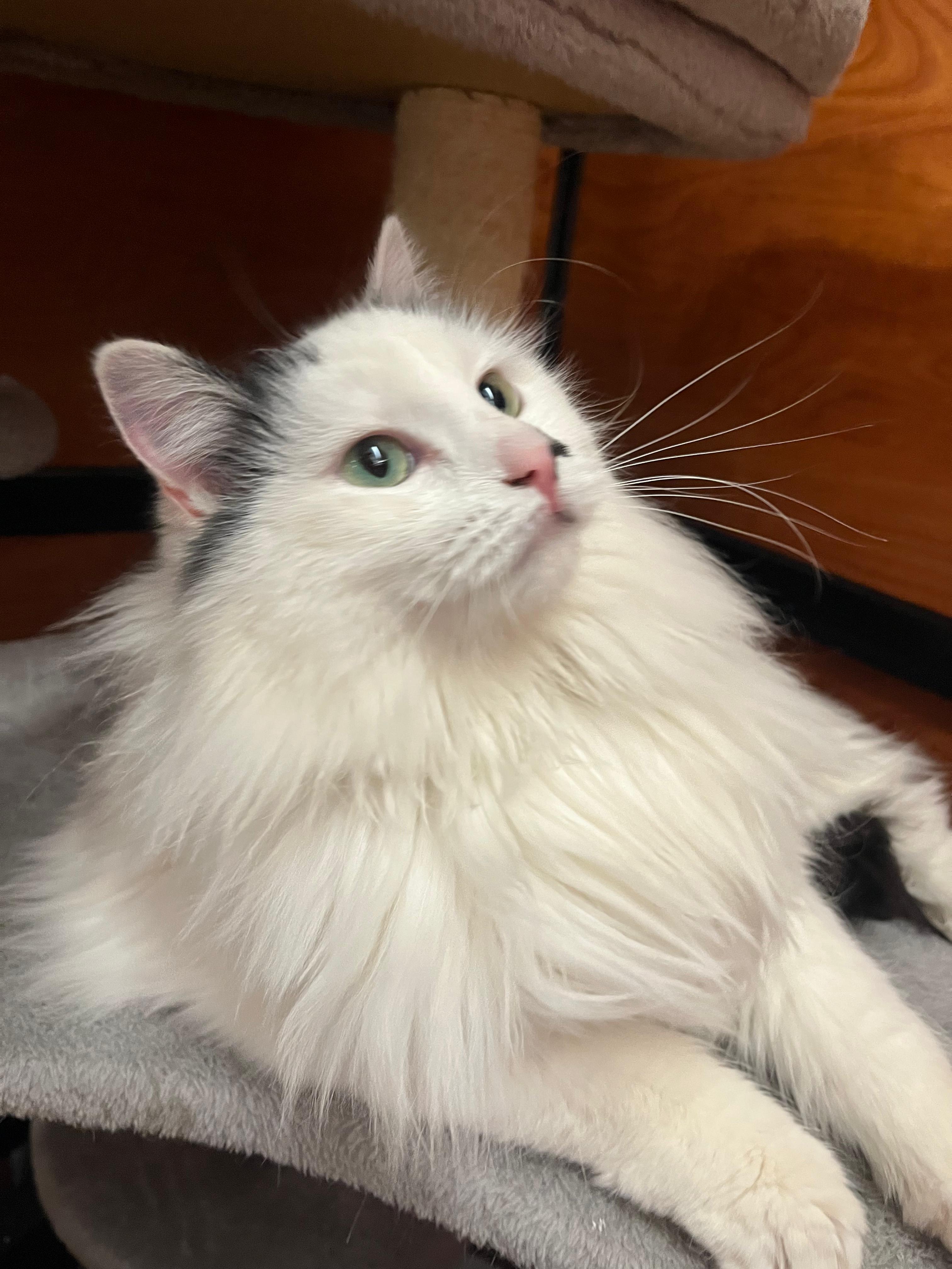 Enlarge Buttons, a Adopted mixed breed in Hurricane, UT image 3/6