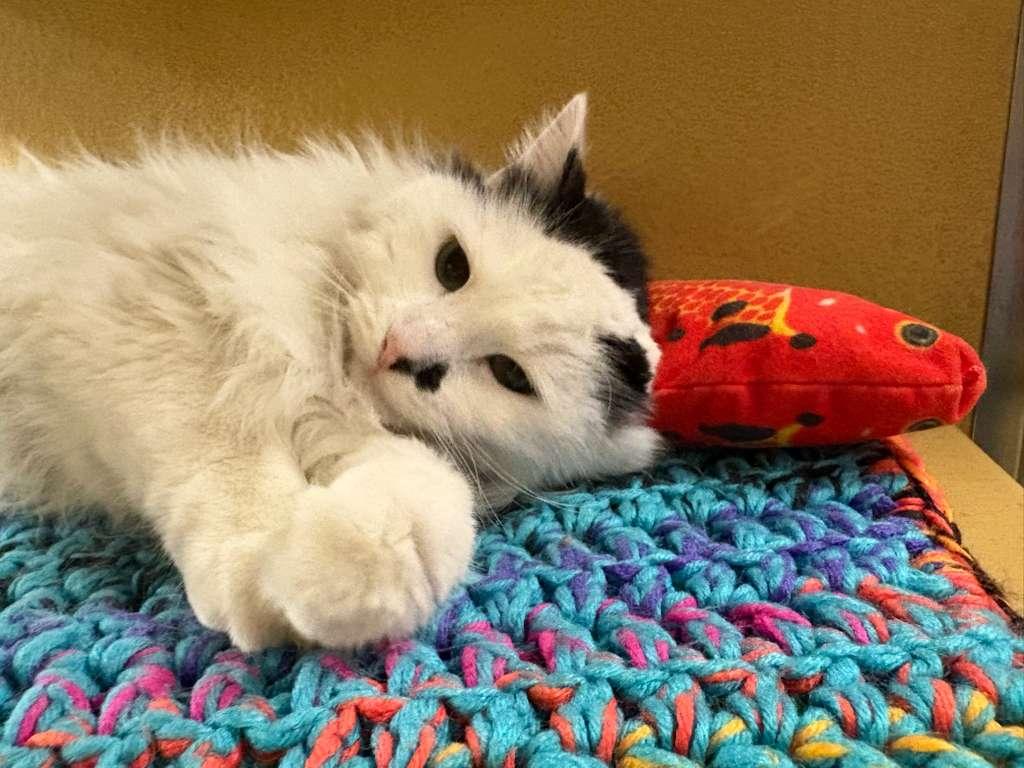 Enlarge Buttons, a Adopted mixed breed in Hurricane, UT image 4/6