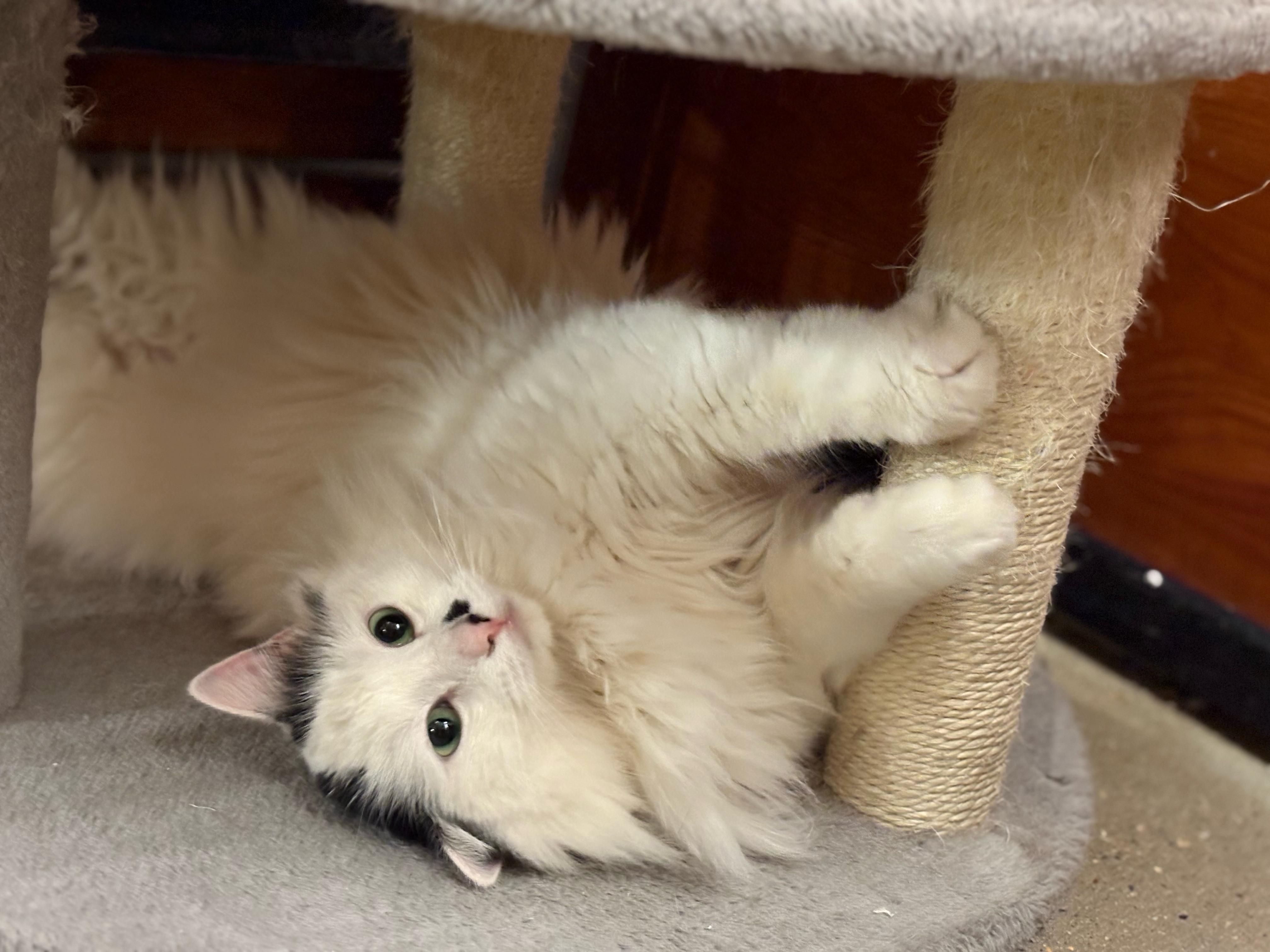 Enlarge Buttons, a Adopted mixed breed in Hurricane, UT image 5/6