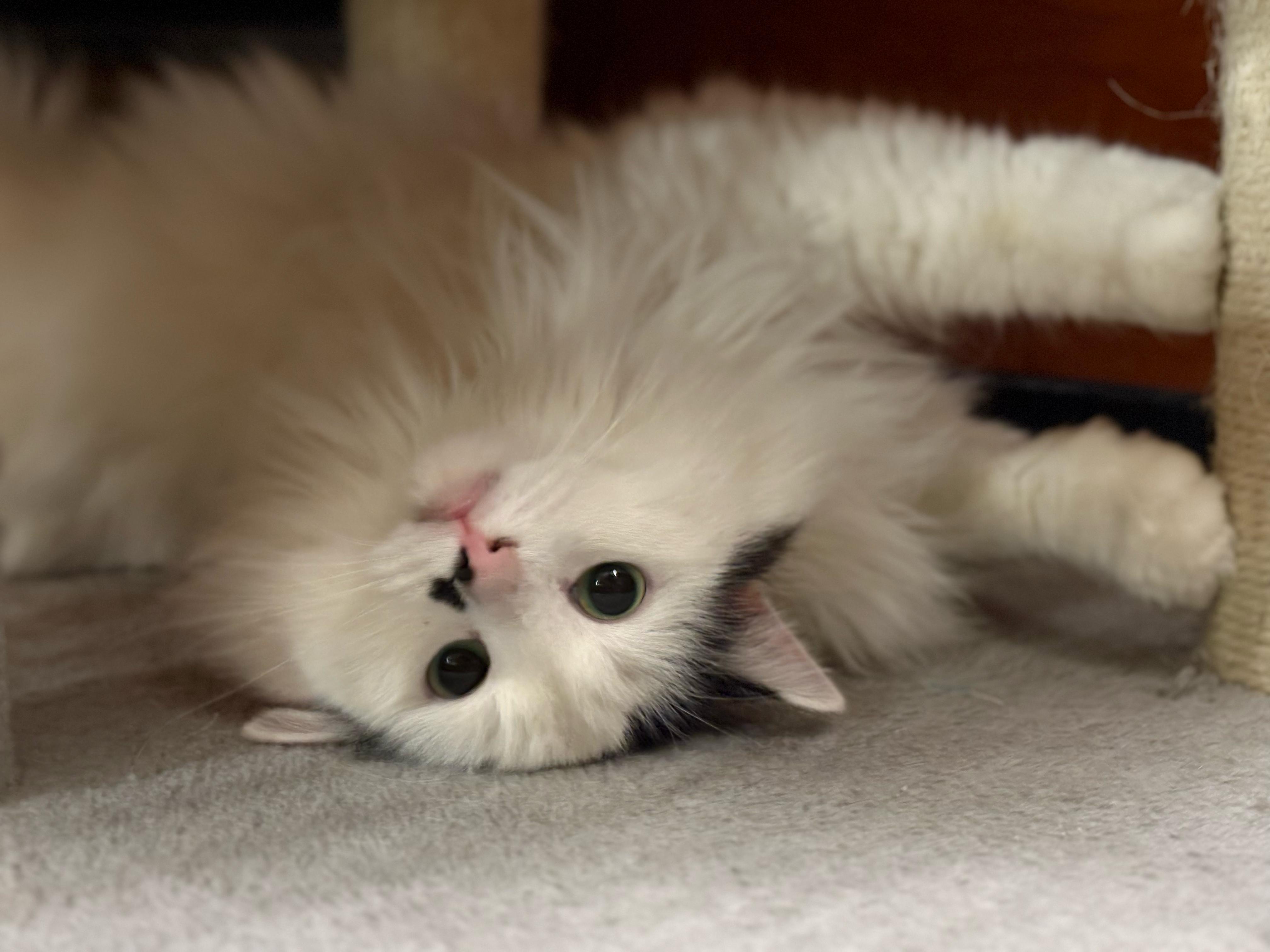 Enlarge Buttons, a Adopted mixed breed in Hurricane, UT image 6/6