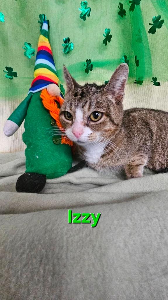 Izzy, Adoptable, Young Female Domestic Short Hair.