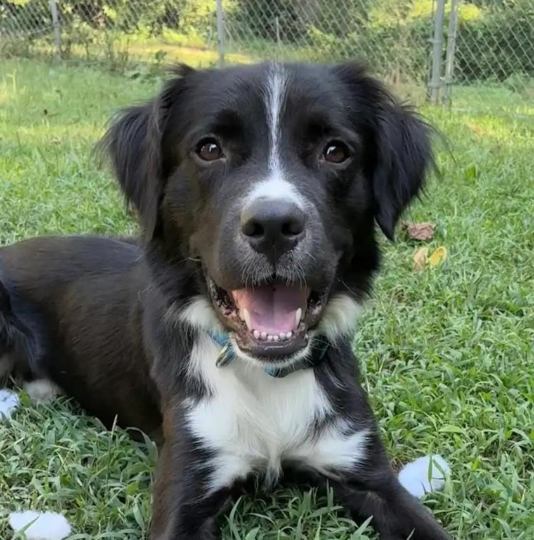 Rocko, Adoptable, Adult Male Border Collie.