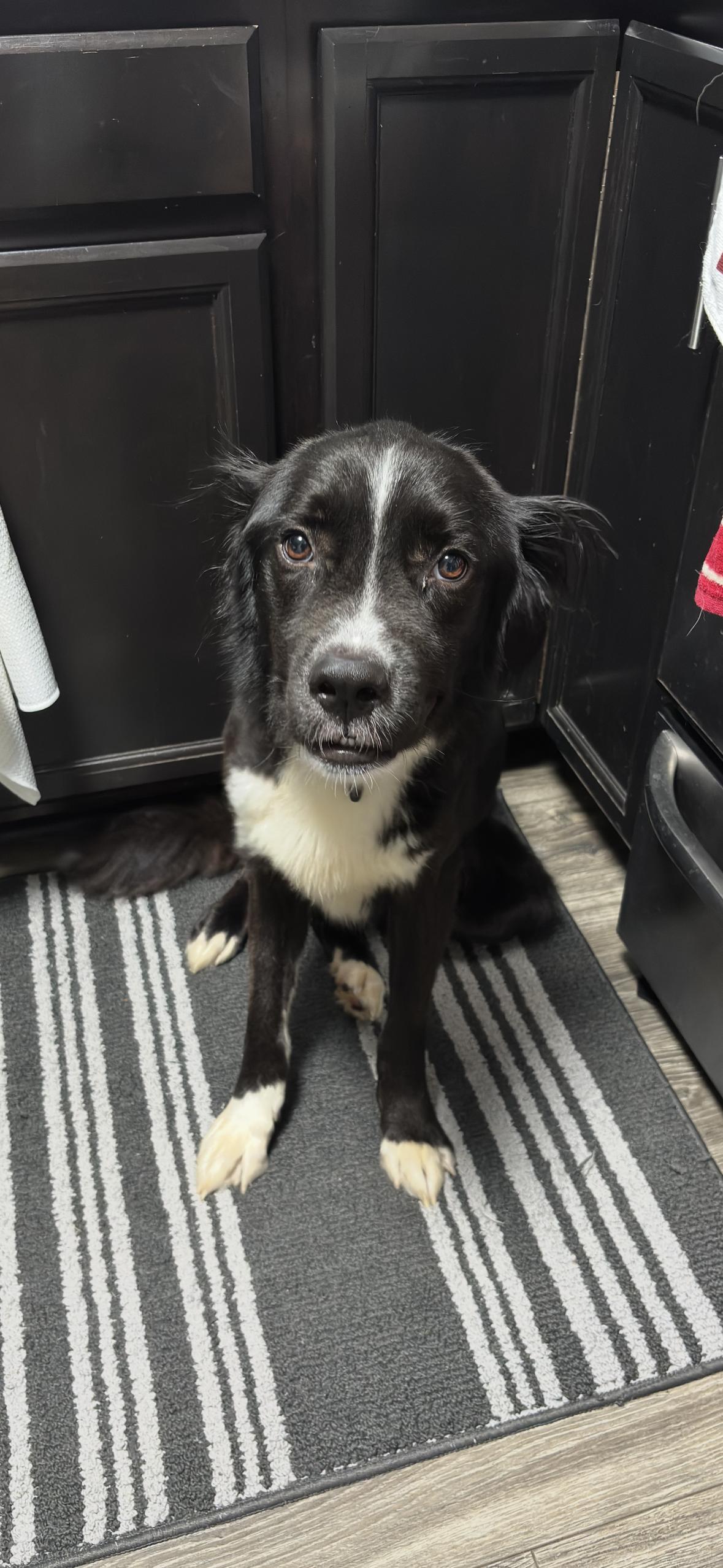 Rocko, an adoptable mixed breed in Cumming, GA image 5/5