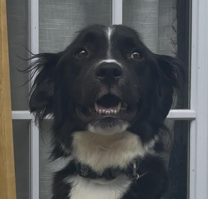 Rocko, adoptable, Adult Male Border Collie.