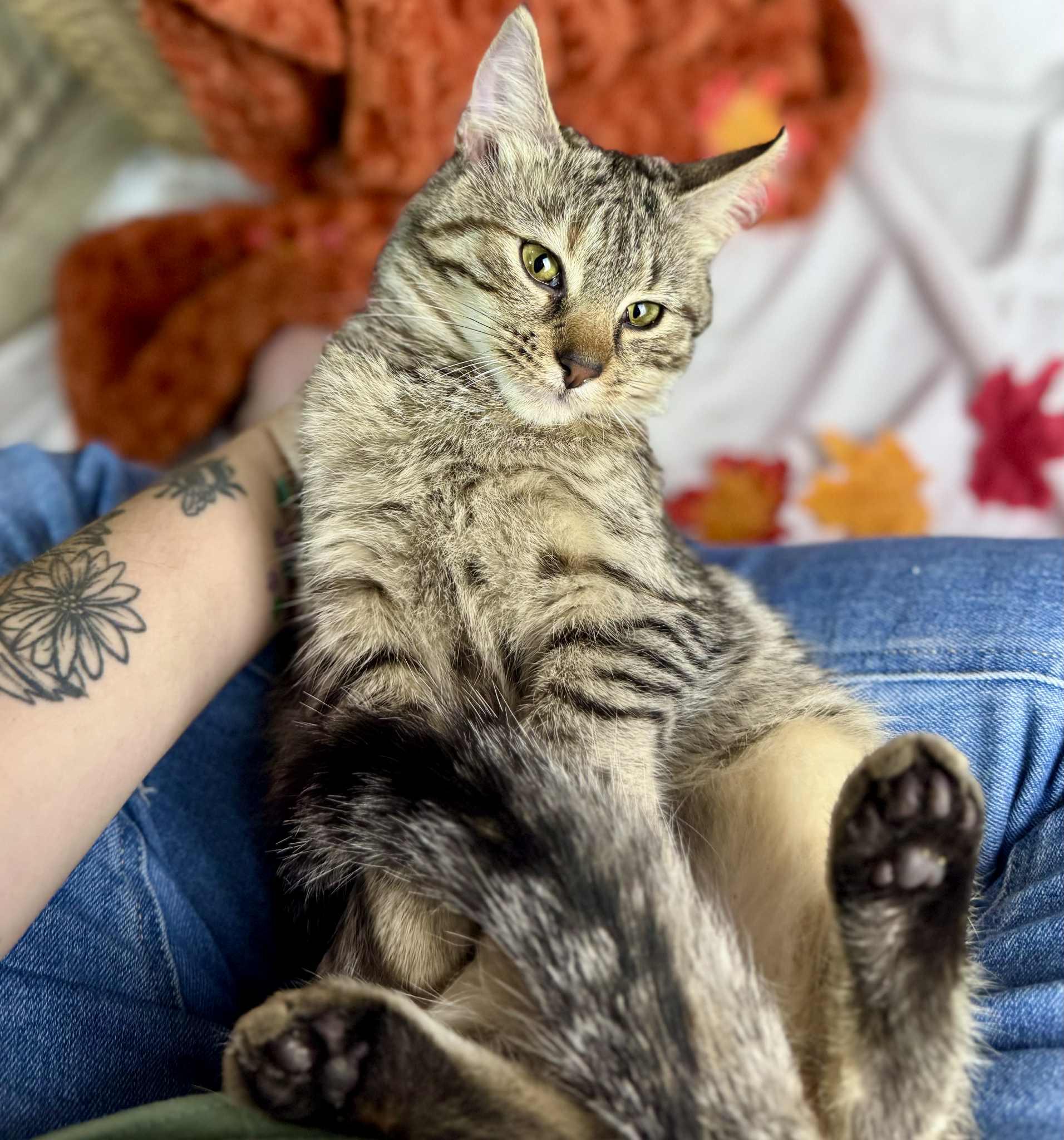 Dandelion, a Adoptable American Shorthair in Rixeyville, VA image 1/4