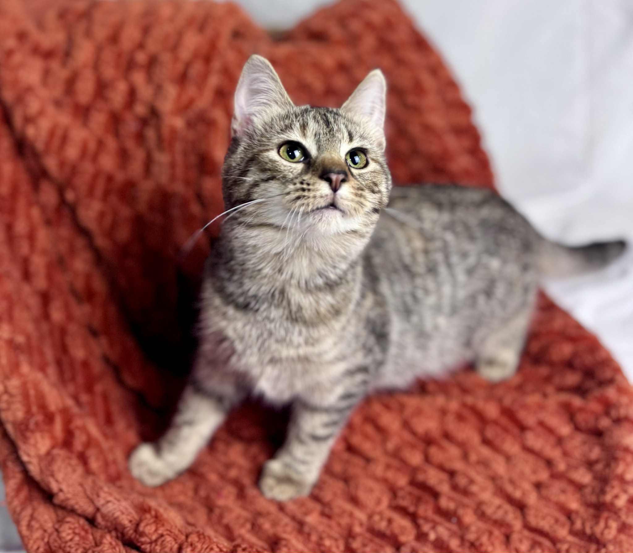 Dandelion, a Adoptable American Shorthair in Rixeyville, VA image 2/4