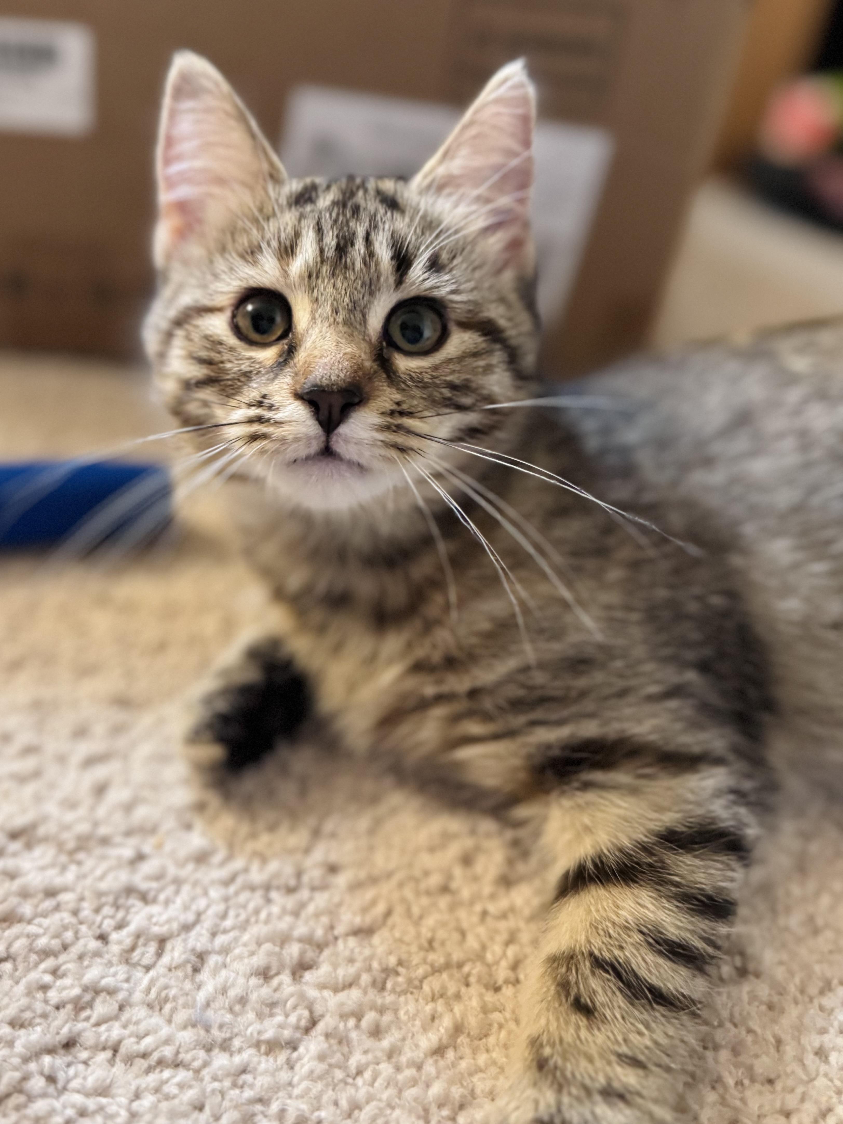 Dandelion, a Adoptable American Shorthair in Rixeyville, VA image 3/4