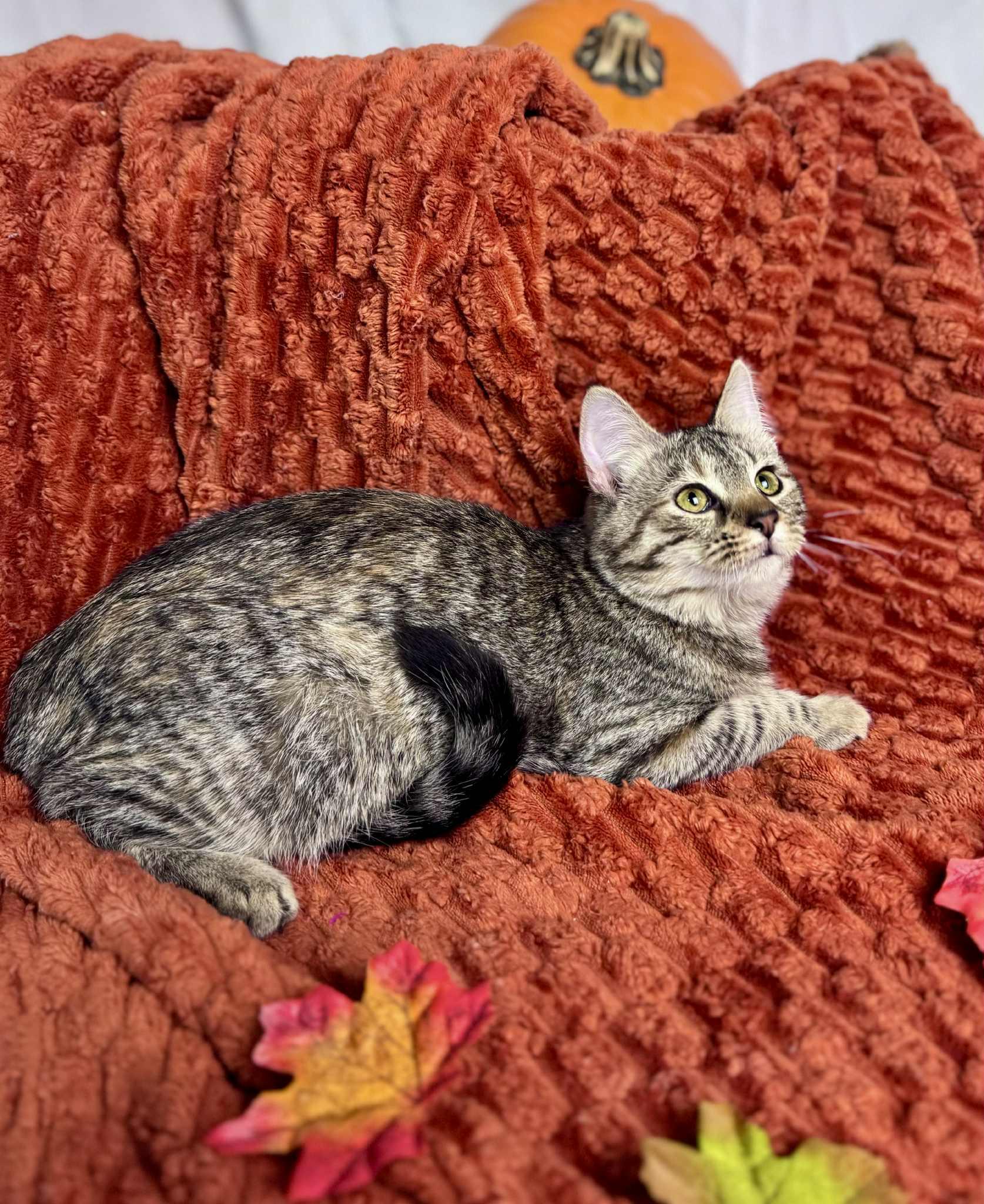 Dandelion, a Adoptable American Shorthair in Rixeyville, VA image 4/4