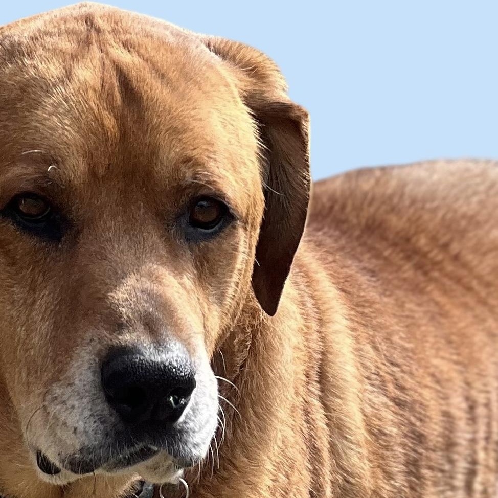 Enlarge DIESEL , a Adoptable mixed breed in Shawnee, OK image 1/1