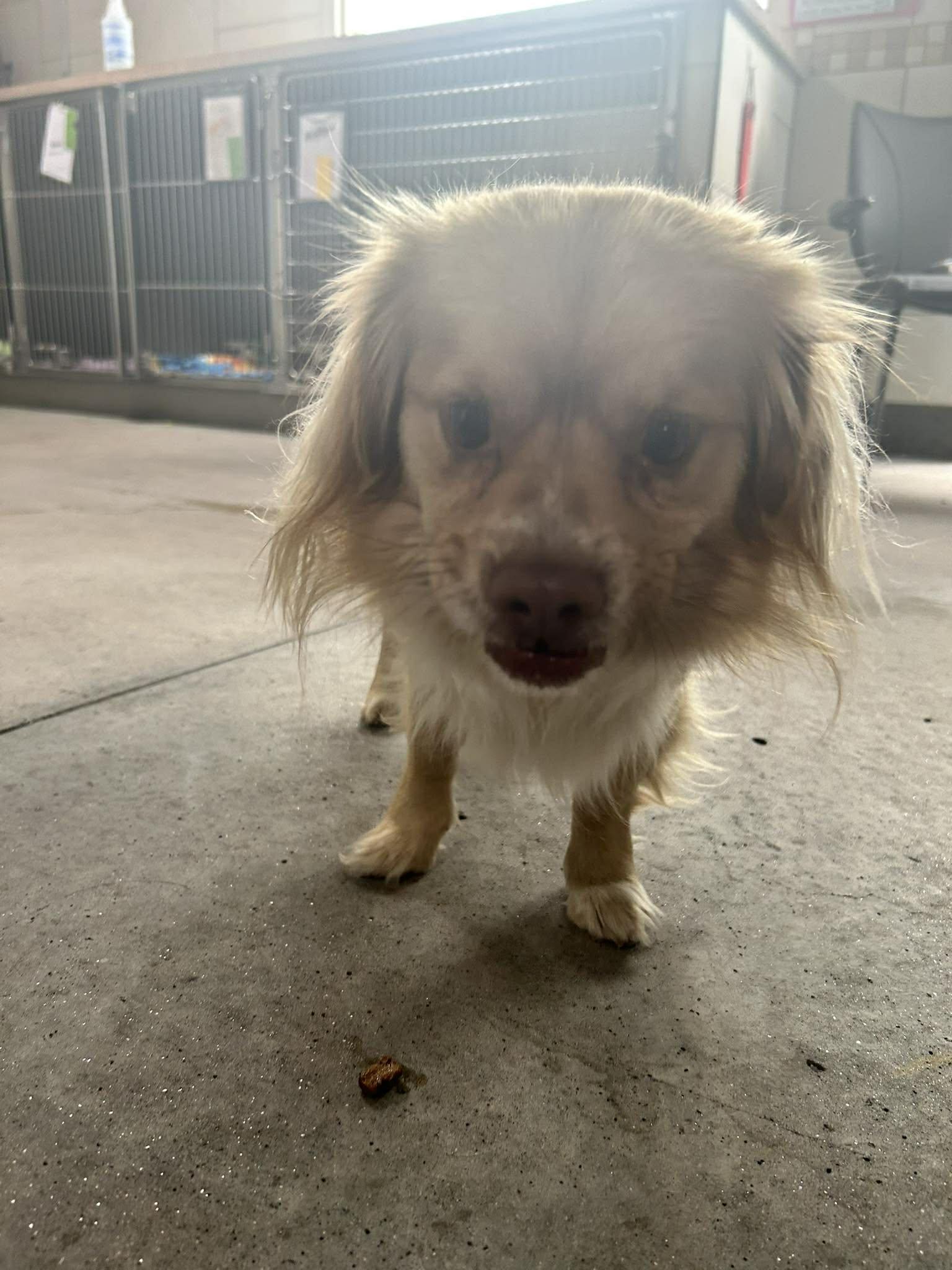 Enlarge Thumper, an adopted mixed breed in Phoenix, AZ image 2/4