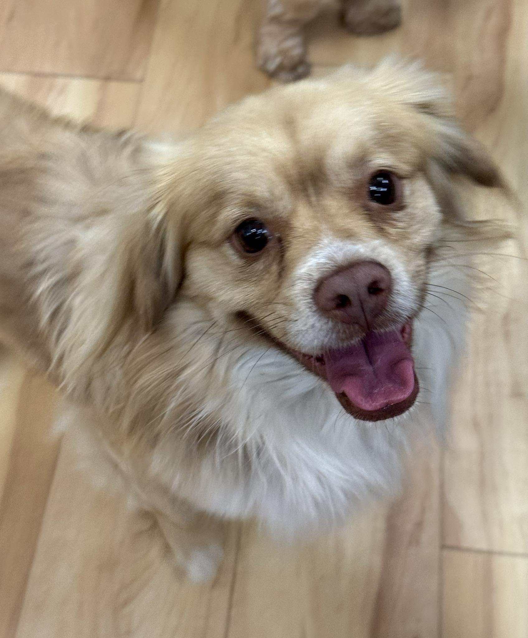 Enlarge Thumper, an adopted mixed breed in Phoenix, AZ image 1/4