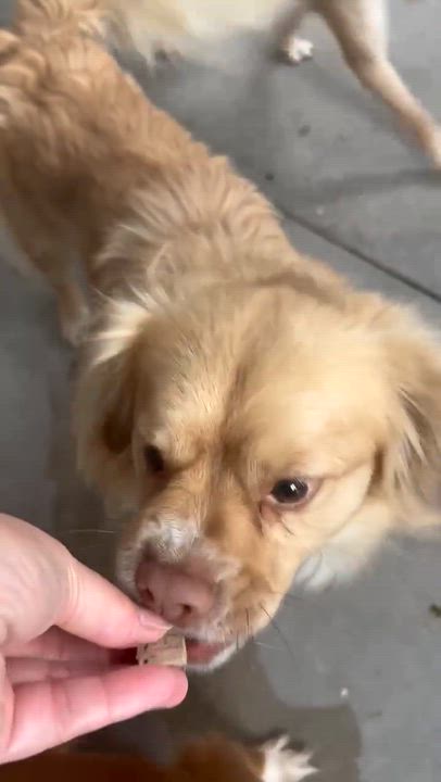 Enlarge Thumper, an adopted mixed breed in Phoenix, AZ video 3/4