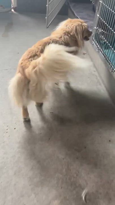 Enlarge Thumper, an adopted mixed breed in Phoenix, AZ video 4/4